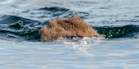 Loon chick