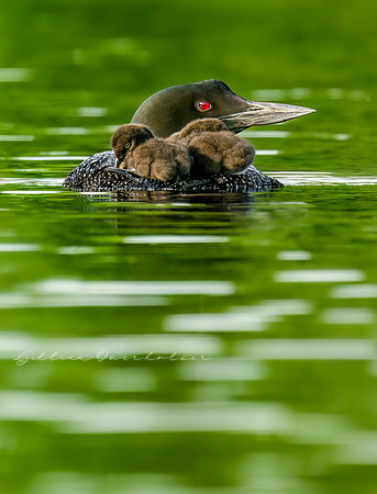 Loon Parent and Chicks