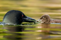 Loon Parent