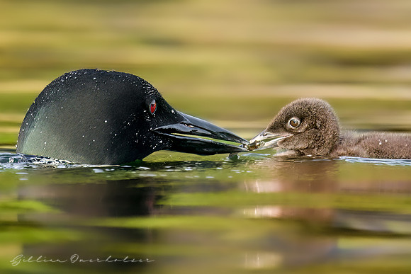 Loon Parent
