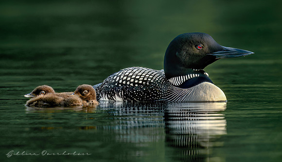 Loon Parent and Chicks