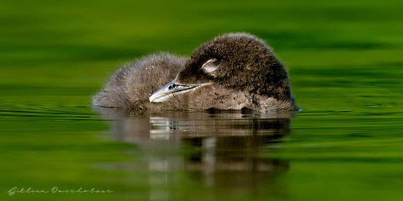 Loon Chick