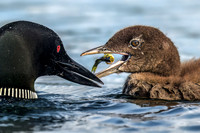 Loon Parent