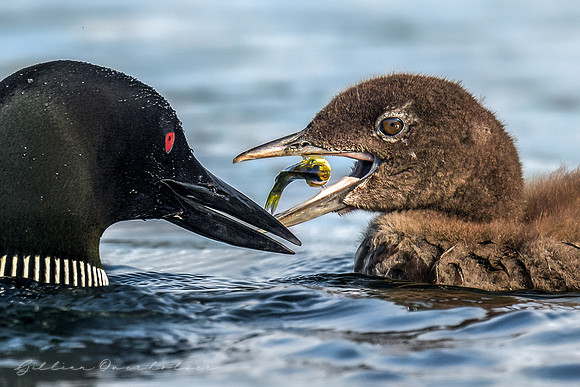 Loon Parent