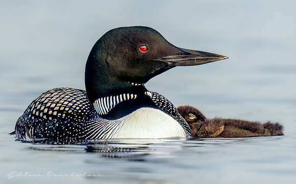 Loon Parent and Chick
