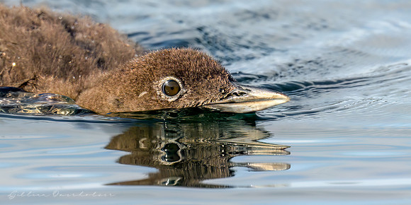 Loon chick
