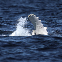 Humpback Whale Calf