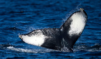 Humpback Whale Calf