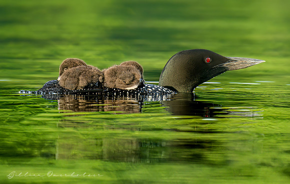 Loon Parent and Chicks