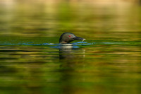 Loon Parent
