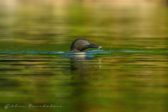 Loon Parent
