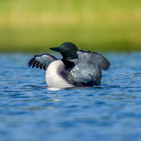 Loon Parent