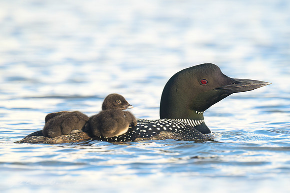 Loon Parent and Chicks