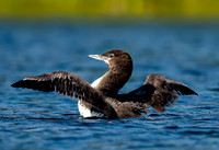 Loon juvenile