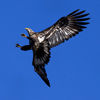 Juvenile Eagle