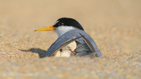 Least Tern Mother and Child