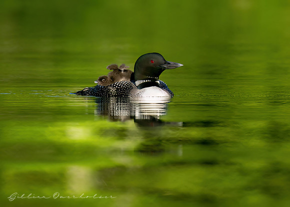 Loon Parent and Chicks