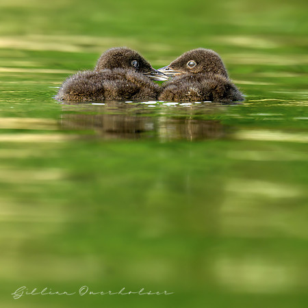 Loon Parent and Chicks