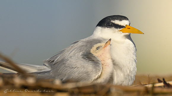 Least Tern Mother and Child