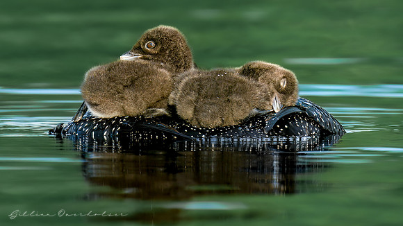 Loon Parent and Chicks