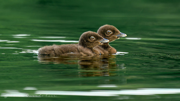Loon Chicks