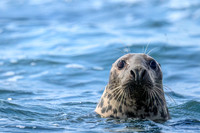Seal