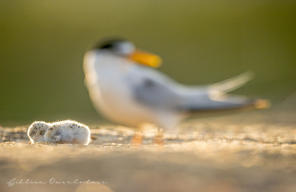 Least Tern Mother and Child