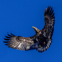 Juvenile Eagle
