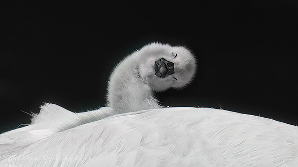 Cygnet
