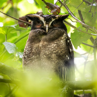 Crested Owl