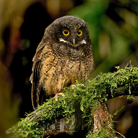 Screech Owl  (Ecuador)