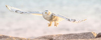 Snowy Owl