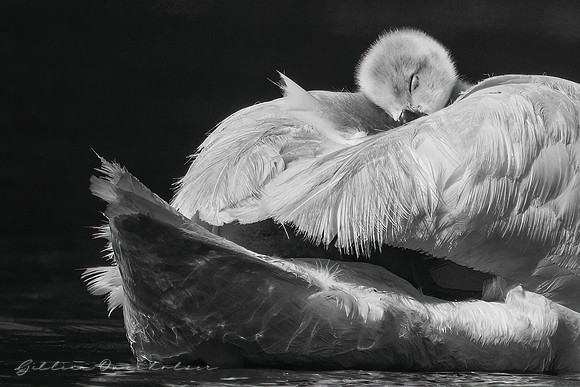 Cygnet