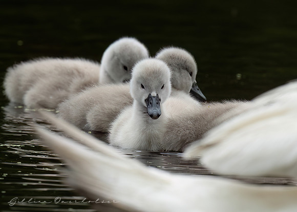 Cygnets