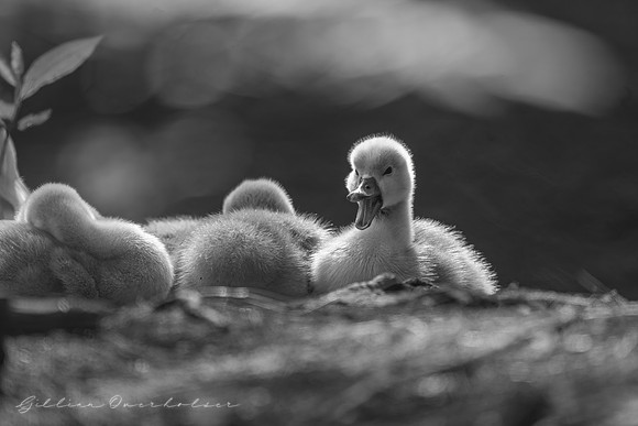 Cygnets