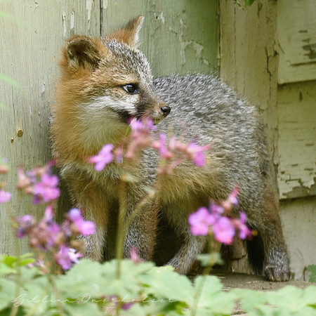 Grey Fox