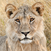 Juvenile Male Lion