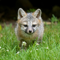 Grey Fox