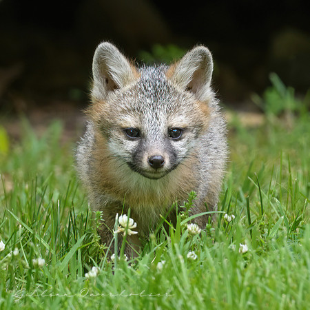 Grey Fox