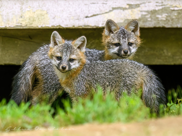 Grey Fox