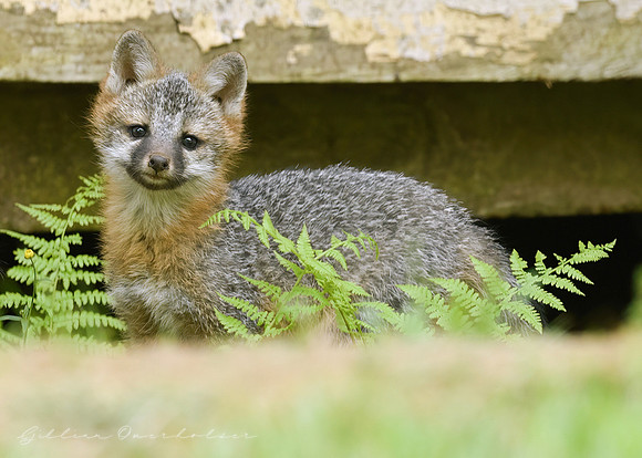 Grey Fox