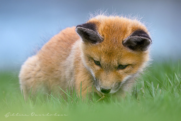Fox Kit with a Bug