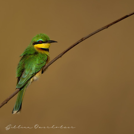 Small Bee Eater