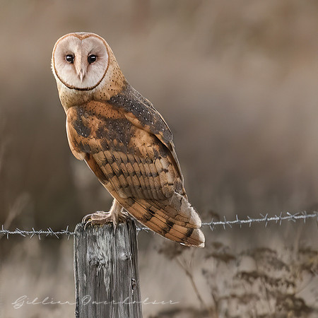 Barn Owl