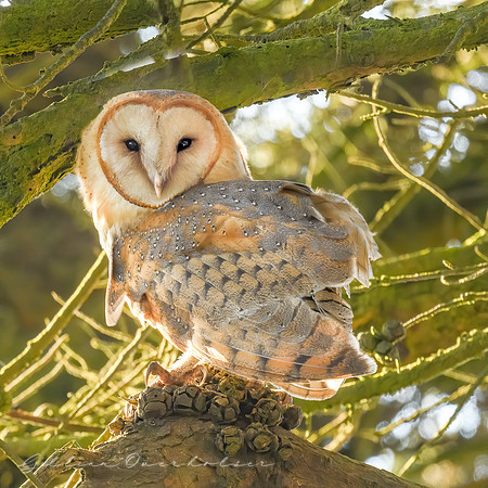 Barn Owlet