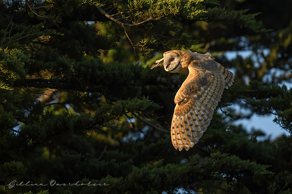 Barn Owl in Flight