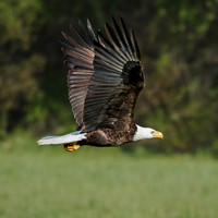 Bald Eagle