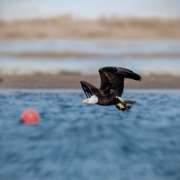 Bald Eagle