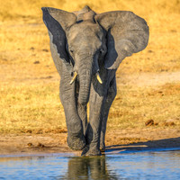 Young Elephant