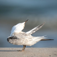 Juvenile Least Tern